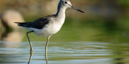 Grünschenkel Watvogel Stausee Klingenau